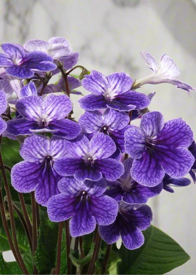 Streptocarpus Fleischle Collection A - Dibleys