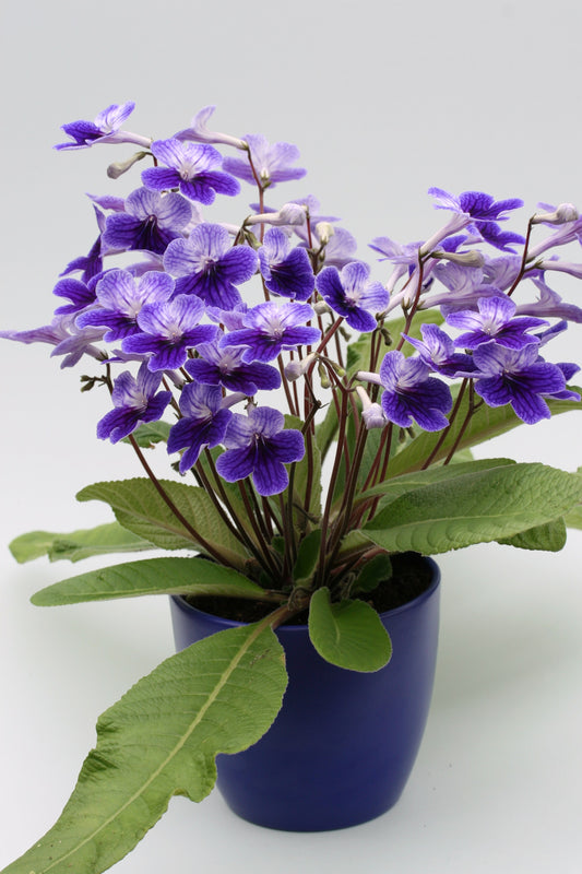 Streptocarpus Denim - Dibleys