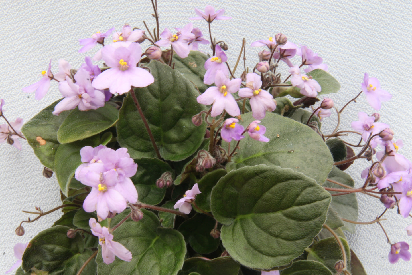 Dibleys Erika - Dibleys