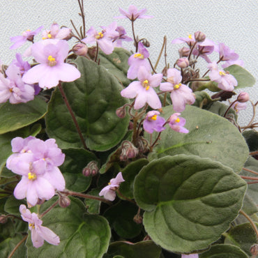 Saintpaulia Dibleys Erika