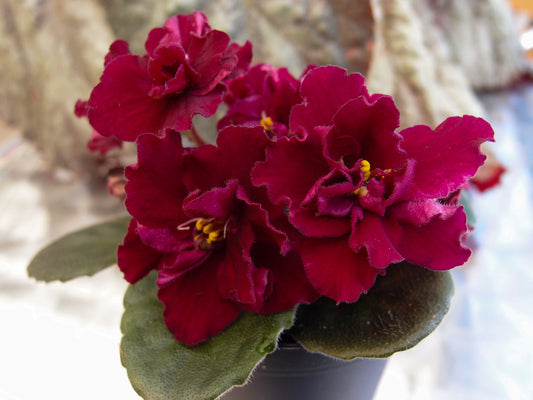 Dibleys Kaarina - Dibleys