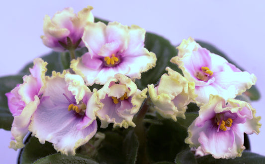 Dibleys Pat - Dibleys