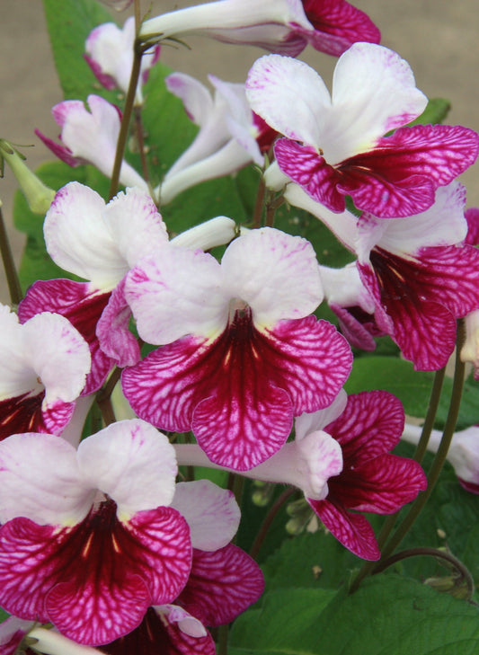 Streptocarpus Dwynwen - Dibleys
