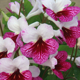 Streptocarpus Dwynwen