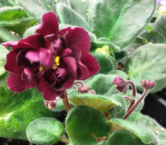 EK-Sady Semiramidi - Dibleys