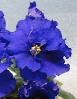 Saintpaulia EK-Sensation