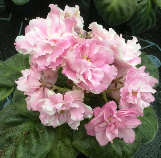 EK-Vrata Raia - Dibleys