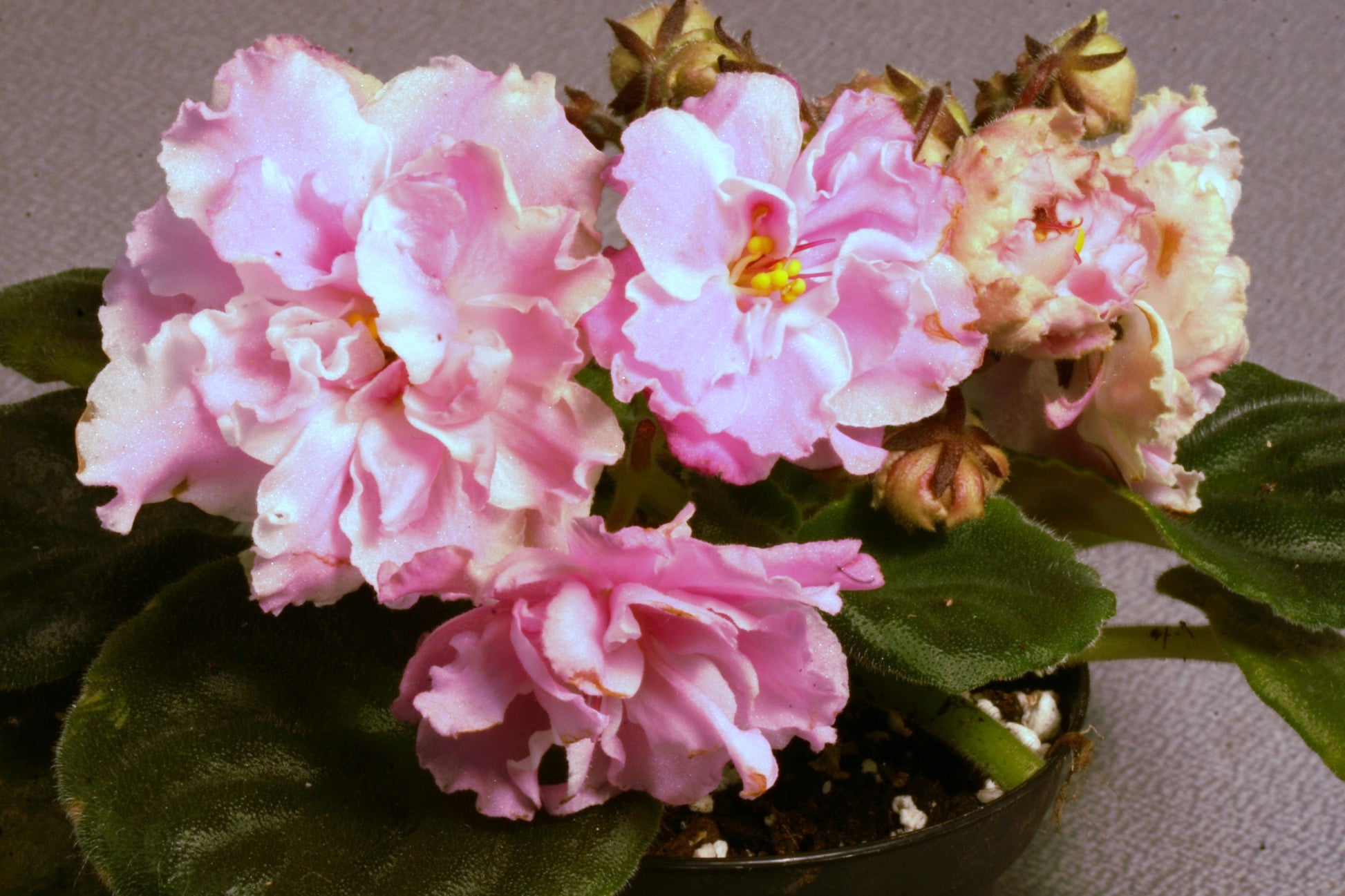 EK-Vrata Raia - Dibleys