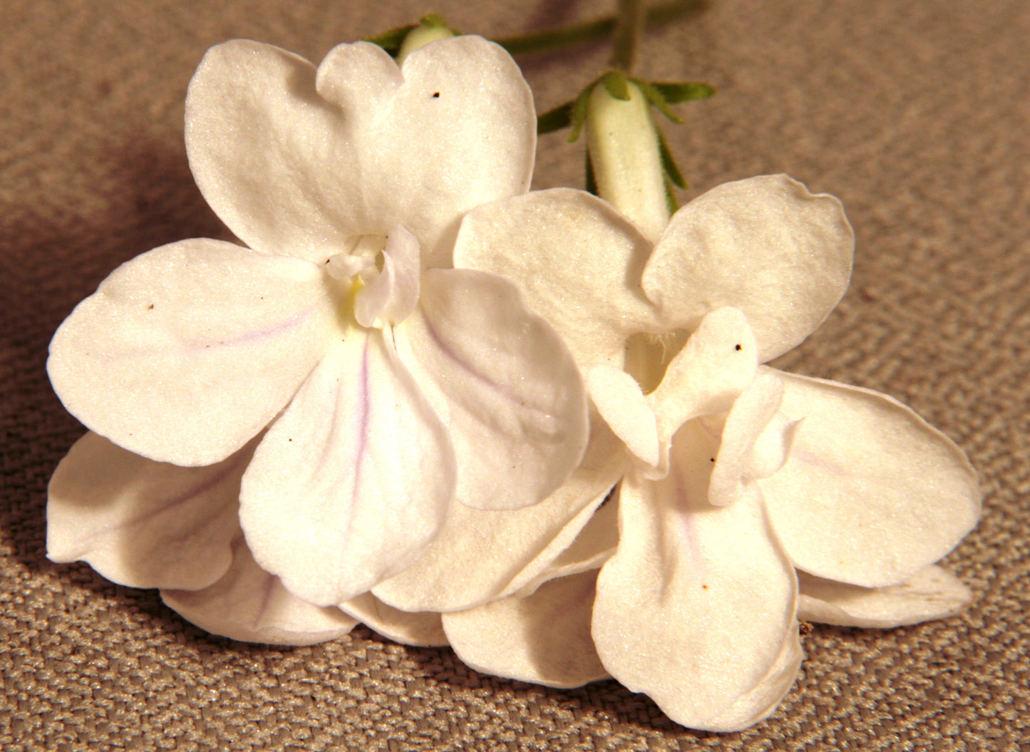 Streptocarpus Eira