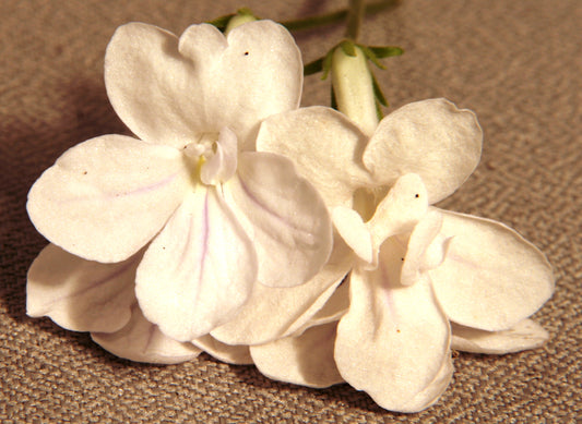 Streptocarpus Eira