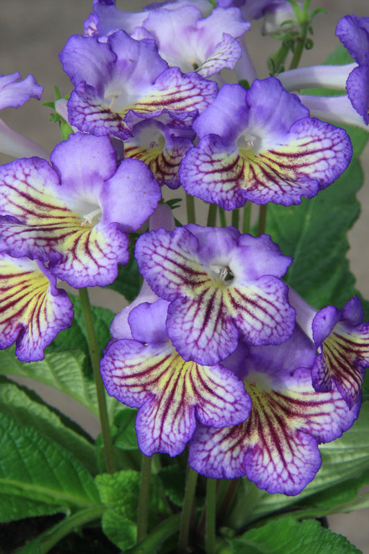 Streptocarpus Elin - Dibleys