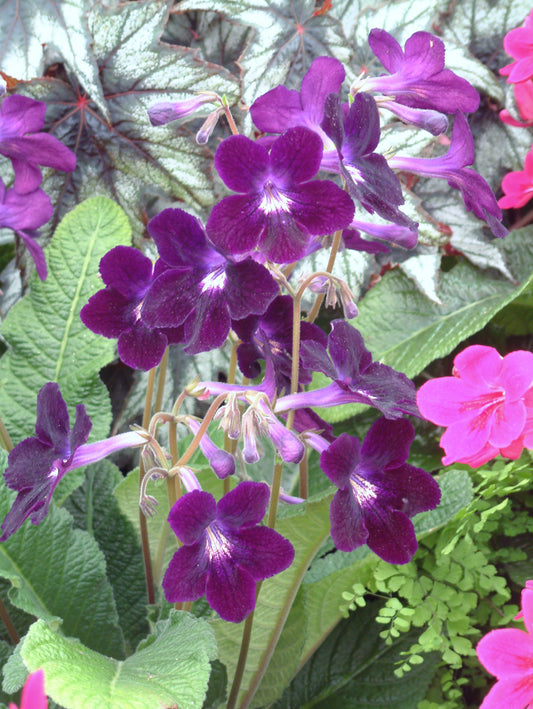 Streptocarpus Elsi - Dibleys