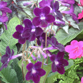 Streptocarpus Elsi