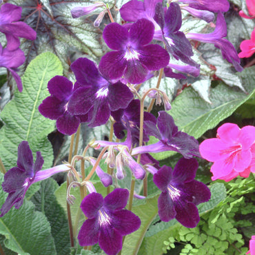 Streptocarpus Elsi