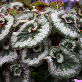 Begonia Escargot