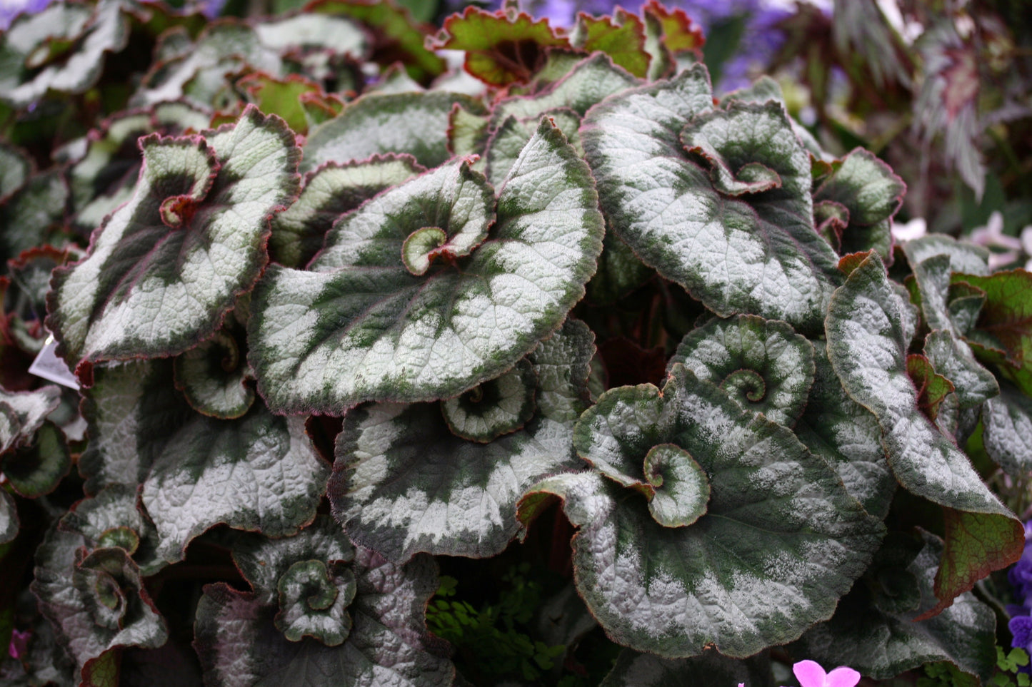 A Collection of Begonias - Dibleys