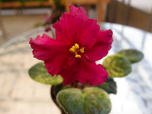 Saintpaulia Ethel's Wild Side