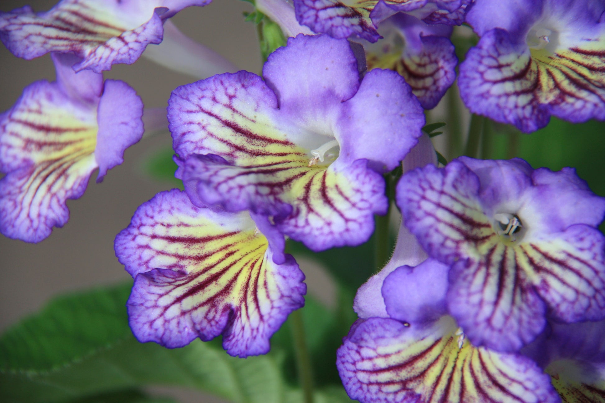 A Collection of Streptocarpus (our selection) - Dibleys