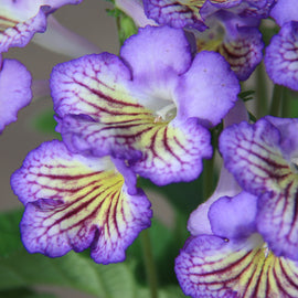A Collection of Streptocarpus (our selection)