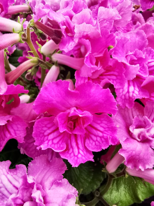 Streptocarpus Angie