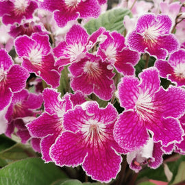 Streptocarpus Faith