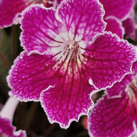 Streptocarpus Faith