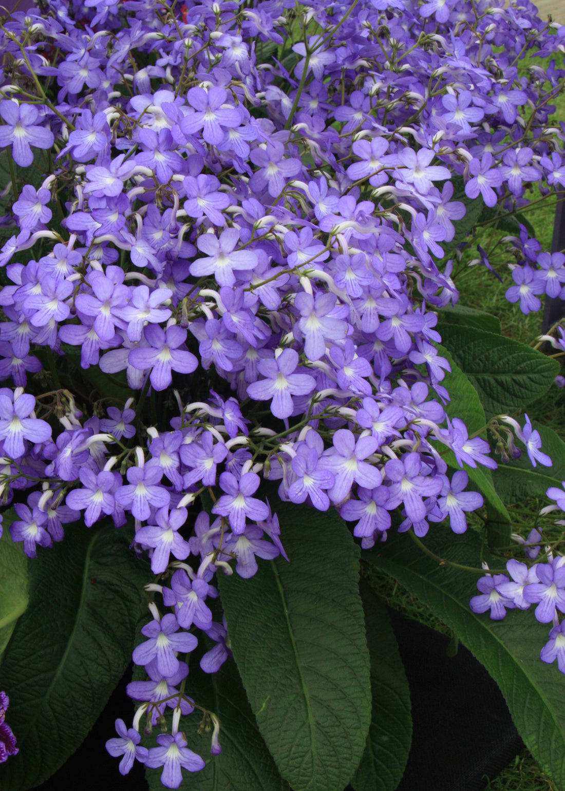 Streptocarpus Falling Stars