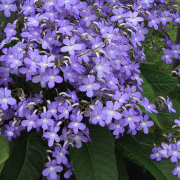 Streptocarpus Falling Stars