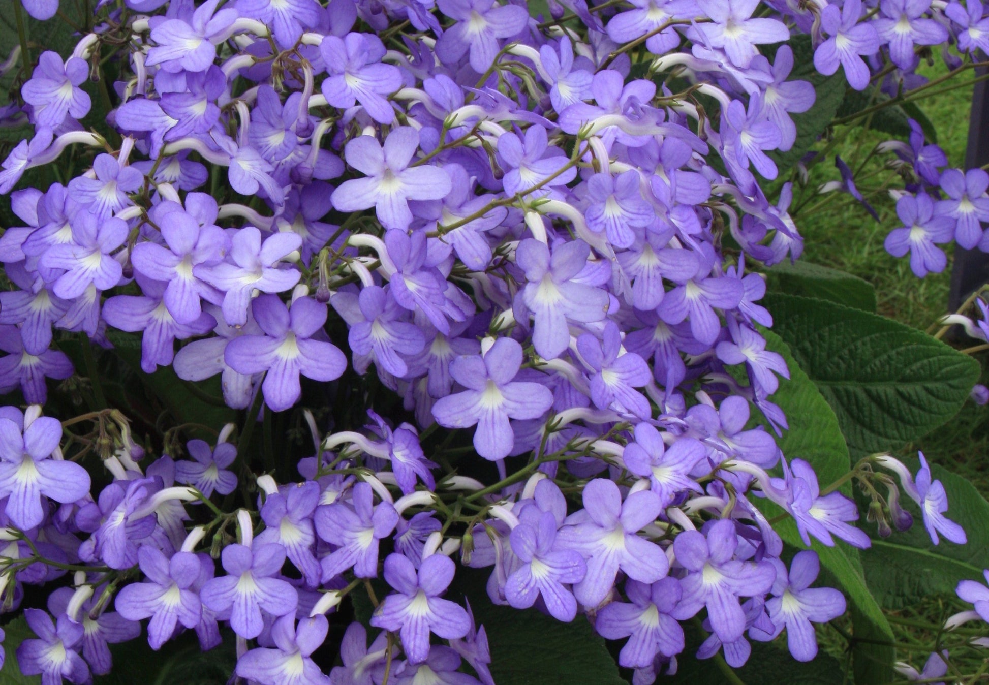 A Collection of Streptocarpus (our selection) - Dibleys