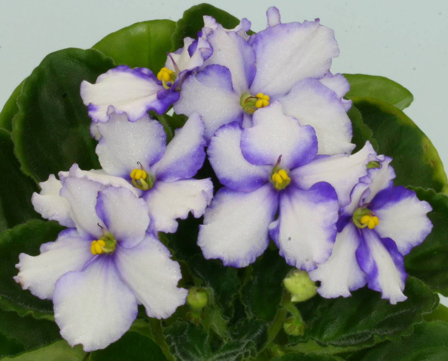 Favorite Child - Dibleys