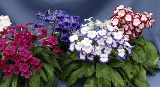 Streptocarpus Fleischle Collection A - Dibleys