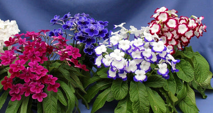 Streptocarpus Fleischle Collection A & B - Dibleys