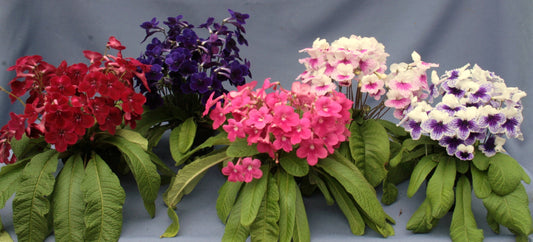 Streptocarpus Fleischle Collection B - Dibleys