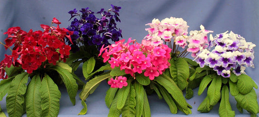 Streptocarpus Fleischle Collection A & B - Dibleys