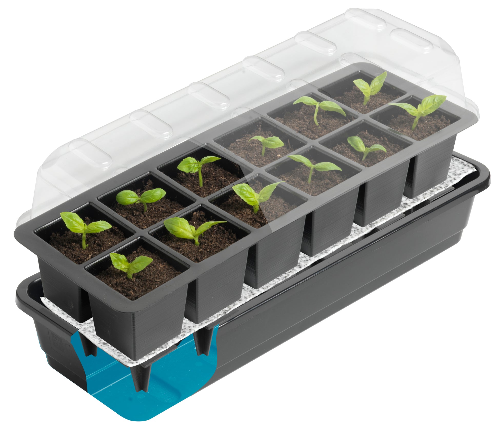 12 Cell Self Watering Seed Tray - Dibleys