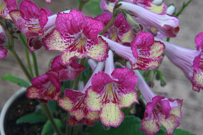 Gold Rose - Dibleys
