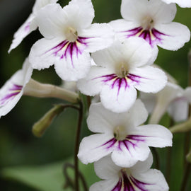 Streptocarpus Grace