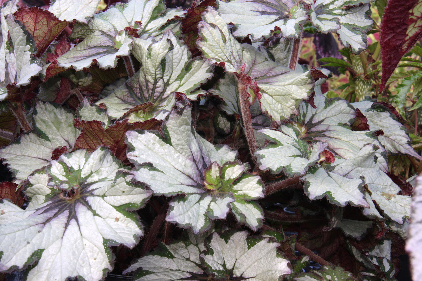 A Collection of Begonias - Dibleys