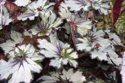 A Collection of Begonias - Dibleys