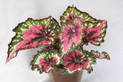 Green Sparkles - Dibleys
