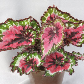 Begonia Green Sparkles