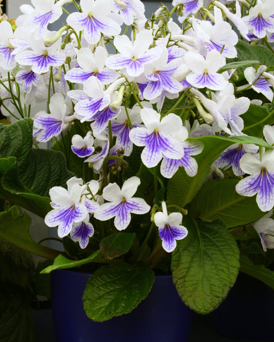 Streptocarpus Gwen - Dibleys