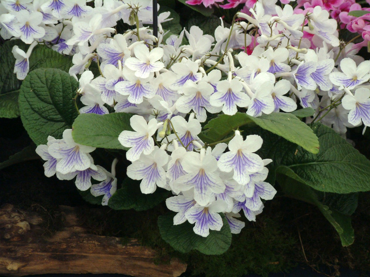 A Collection of Streptocarpus (our selection) - Dibleys