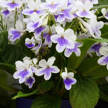 Streptocarpus Gwen