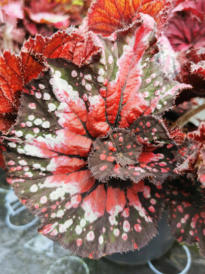 Begonia Helter Skelter