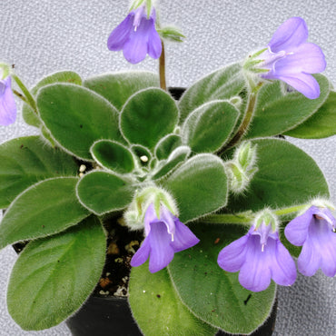 Petrocosmea HT-2