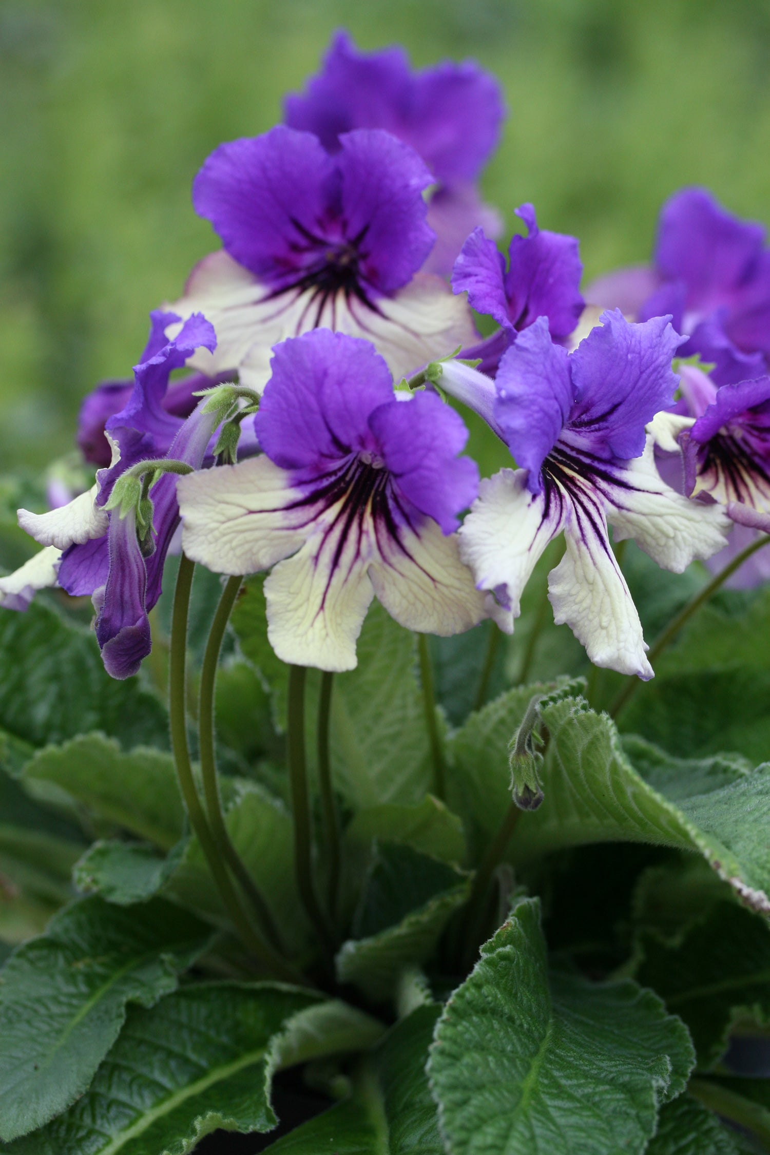 Streptocarpus Harlequin Delft - Dibleys