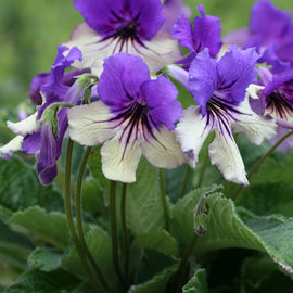 Streptocarpus Harlequin Delft