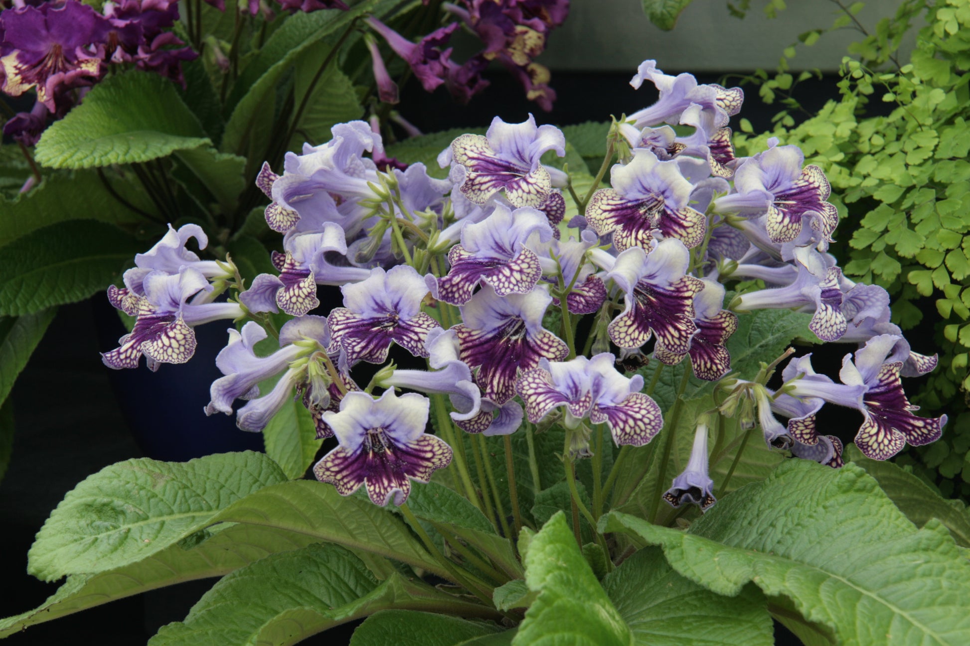 A Collection of Streptocarpus (our selection) - Dibleys