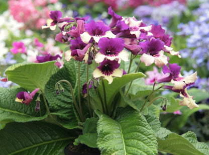Streptocarpus Harlequin Purple